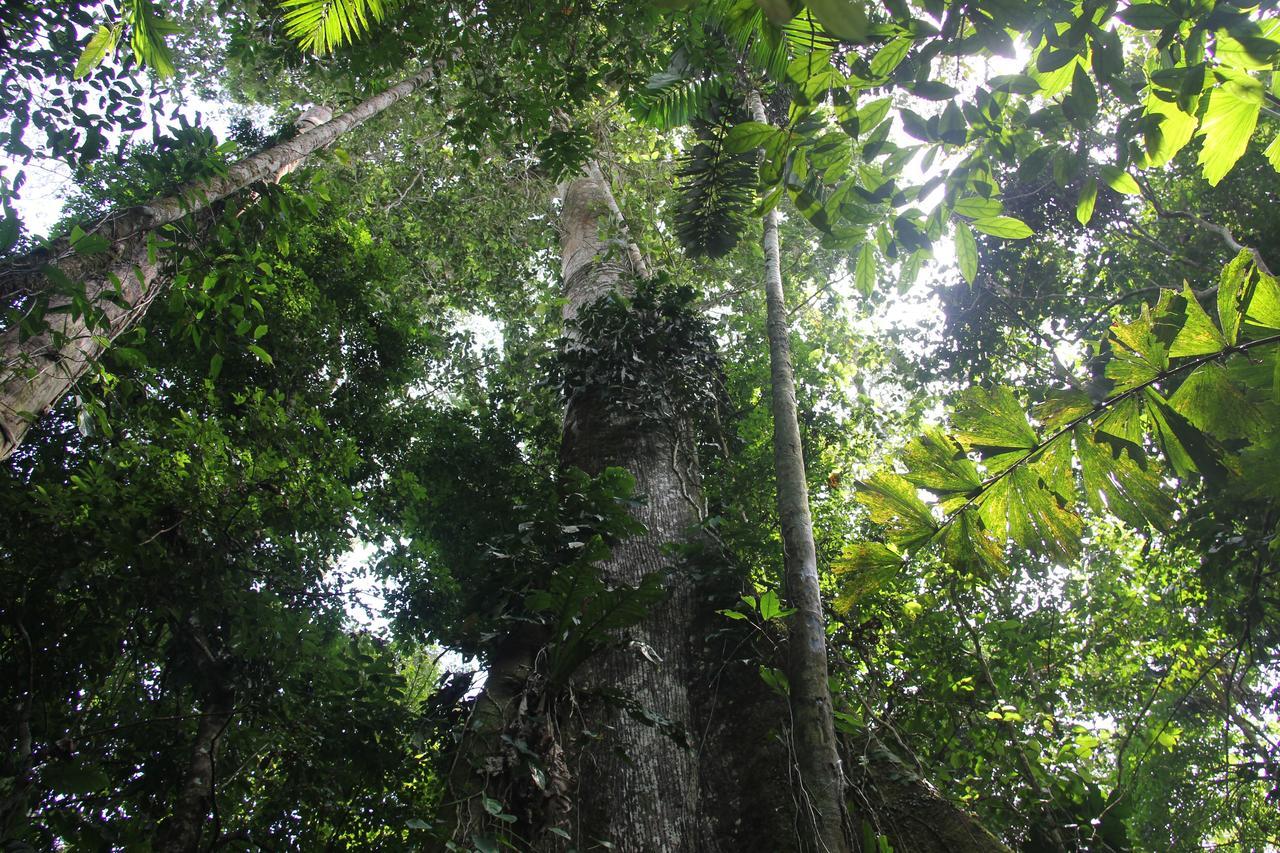 Green Forest Ecolodge Puerto Montufar Exteriér fotografie
