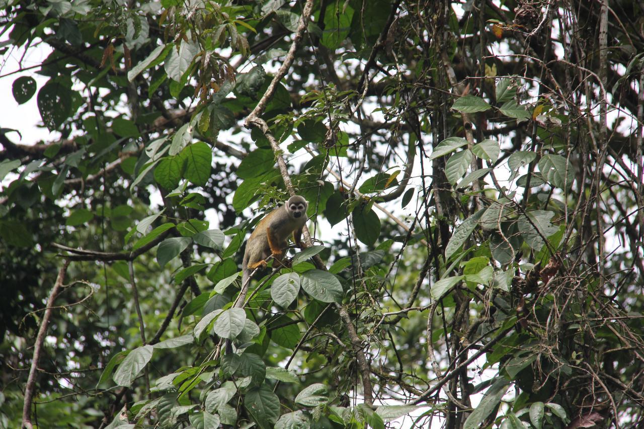 Green Forest Ecolodge Puerto Montufar Exteriér fotografie